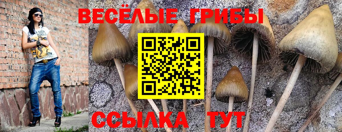 Галлюциногенные грибы Cubensis Горячий Ключ
